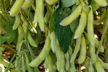 湖北金九昌種業有限公司